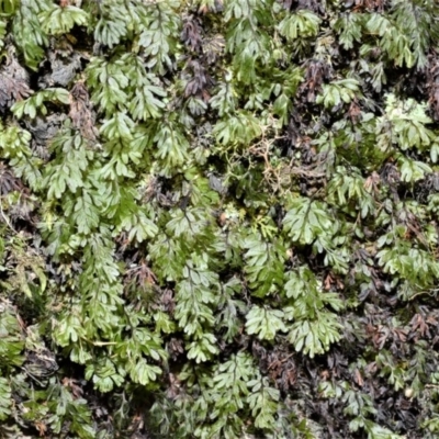 Hymenophyllum cupressiforme (Common Filmy Fern) at Meryla, NSW - 14 Sep 2020 by plants
