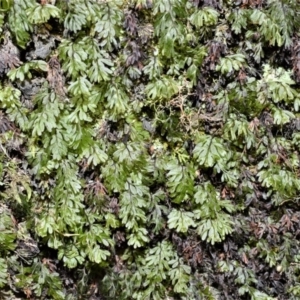 Hymenophyllum cupressiforme at Meryla, NSW - 14 Sep 2020