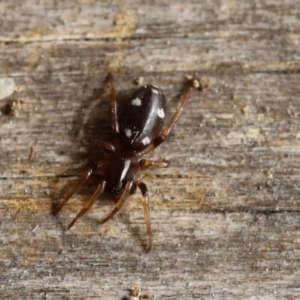 Zodariidae (family) at Quaama, NSW - 12 Sep 2020