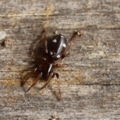 Zodariidae sp. (family) (Unidentified Ant spider or Spotted ground spider) at Quaama, NSW - 12 Sep 2020 by FionaG