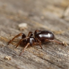 Zodariidae (family) at Quaama, NSW - 12 Sep 2020