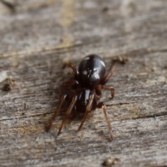 Zodariidae (family) at Quaama, NSW - 12 Sep 2020