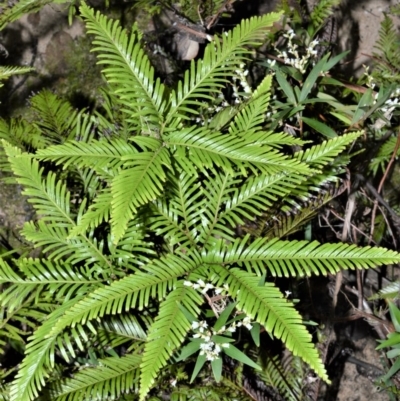 Sticherus flabellatus (Shiny Fan-fern, Umbrella Fern) at Meryla - 14 Sep 2020 by plants
