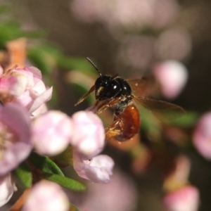 Exoneura sp. (genus) at Acton, ACT - 14 Sep 2020