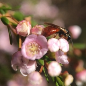 Exoneura sp. (genus) at Acton, ACT - 14 Sep 2020