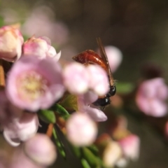 Exoneura sp. (genus) at Acton, ACT - 14 Sep 2020