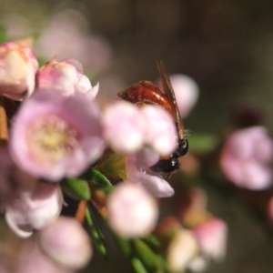 Exoneura sp. (genus) at Acton, ACT - 14 Sep 2020