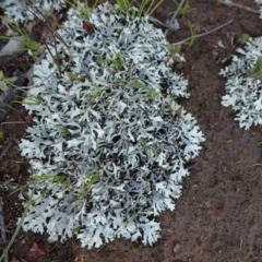Lichen - foliose at QPRC LGA - 6 Sep 2020 by JanetRussell
