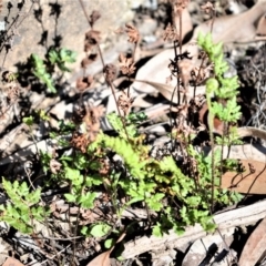 Cheilanthes distans (Bristly Cloak Fern) at Fitzroy Falls - 14 Sep 2020 by plants