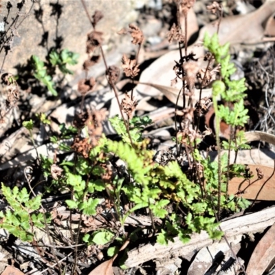 Cheilanthes distans (Bristly Cloak Fern) at Meryla, NSW - 14 Sep 2020 by plants