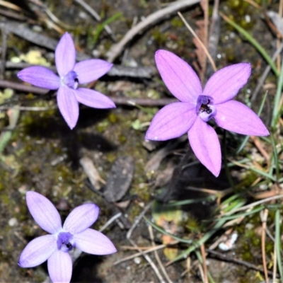 Glossodia minor (Small Wax-lip Orchid) at Fitzroy Falls - 14 Sep 2020 by plants