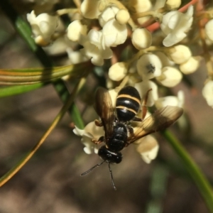 Lasioglossum (Australictus) tertium at Downer, ACT - 14 Sep 2020