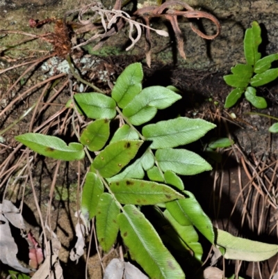 Blechnum ambiguum at Meryla, NSW - 14 Sep 2020 by plants