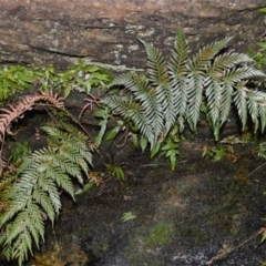 Todea barbara (King Fern) at Meryla, NSW - 14 Sep 2020 by plants