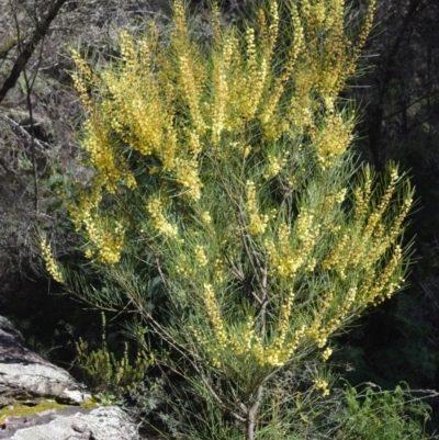 Acacia elongata (Swamp Wattle) at Meryla State Forest - 14 Sep 2020 by plants