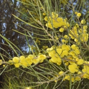 Acacia elongata at Meryla - 14 Sep 2020