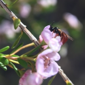 Exoneura sp. (genus) at Acton, ACT - 14 Sep 2020