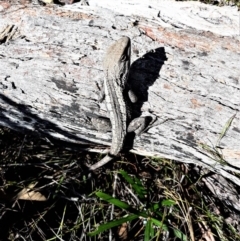 Amphibolurus muricatus (Jacky Lizard) at Wingecarribee Local Government Area - 14 Sep 2020 by plants