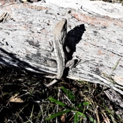 Amphibolurus muricatus (Jacky Lizard) at Meryla - 14 Sep 2020 by plants