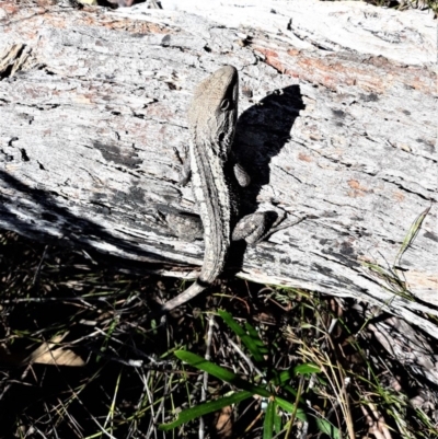 Amphibolurus muricatus (Jacky Lizard) at Meryla, NSW - 14 Sep 2020 by plants
