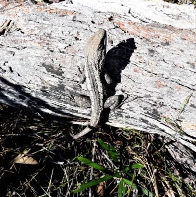 Amphibolurus muricatus (Jacky Lizard) at Meryla - 14 Sep 2020 by plants