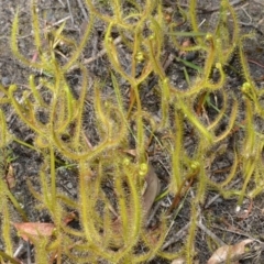 Drosera binata (Forked Sundew) at Meryla, NSW - 14 Sep 2020 by plants