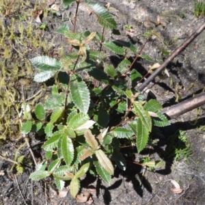 Callicoma serratifolia at Meryla, NSW - 14 Sep 2020 11:18 PM