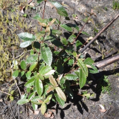 Callicoma serratifolia (Black Wattle, Butterwood, Tdgerruing) at Meryla - 14 Sep 2020 by plants