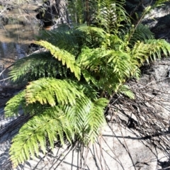 Todea barbara (King Fern) at Meryla, NSW - 14 Sep 2020 by plants