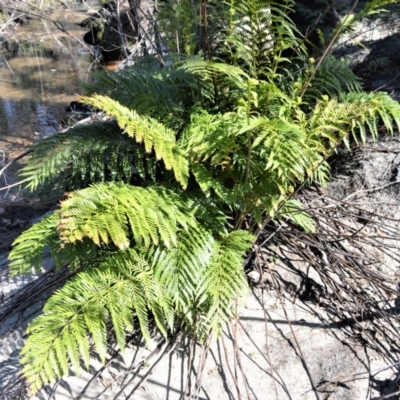 Todea barbara (King Fern) at Wingecarribee Local Government Area - 14 Sep 2020 by plants