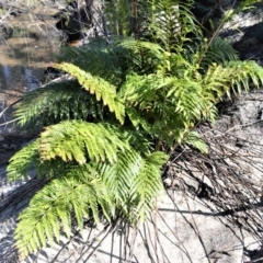 Todea barbara (King fern) at Meryla, NSW - 14 Sep 2020 by plants
