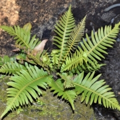 Blechnum nudum (Fishbone Water Fern) at Meryla State Forest - 14 Sep 2020 by plants