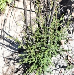 Melaleuca squarrosa (Bottle-brush Teatree) at Meryla State Forest - 14 Sep 2020 by plants