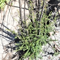 Melaleuca squarrosa (Bottle-brush Teatree) at Meryla, NSW - 14 Sep 2020 by plants