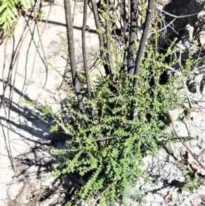 Melaleuca squarrosa at Meryla - 14 Sep 2020 11:22 PM
