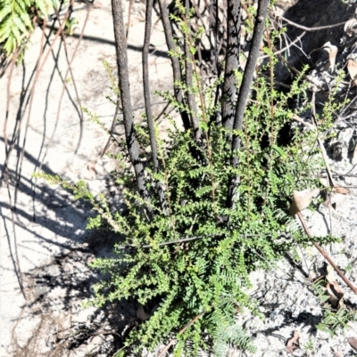 Melaleuca squarrosa (Bottle-brush Teatree) at Meryla State Forest - 14 Sep 2020 by plants