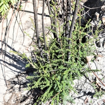 Melaleuca squarrosa (Bottle-brush Teatree) at Meryla, NSW - 14 Sep 2020 by plants