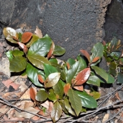 Quintinia sieberi (Possumwood) at - 14 Sep 2020 by plants