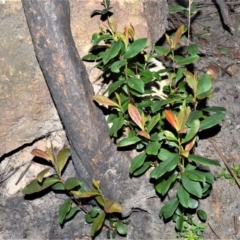 Tristaniopsis collina (Hill Kanuka) at Wingecarribee Local Government Area - 14 Sep 2020 by plants