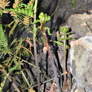 Todea barbara at Morton National Park - 14 Sep 2020