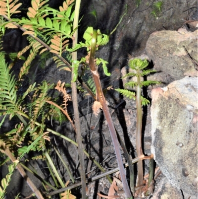 Todea barbara (King Fern) at Meryla, NSW - 14 Sep 2020 by plants