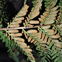 Todea barbara at Morton National Park - 14 Sep 2020