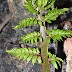 Todea barbara at Morton National Park - suppressed