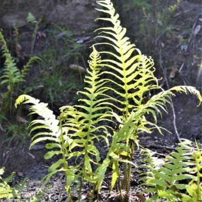 Blechnum cartilagineum (Gristle Fern) at Meryla, NSW - 14 Sep 2020 by plants