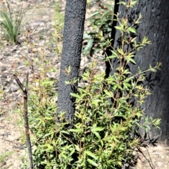 Ceratopetalum gummiferum (New South Wales Christmas-bush, Christmas Bush) at Wingecarribee Local Government Area - 14 Sep 2020 by plants