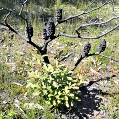 Banksia paludosa (Swamp Banksia) at Wingecarribee Local Government Area - 14 Sep 2020 by plants