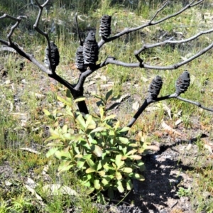 Banksia paludosa at Morton National Park - 14 Sep 2020
