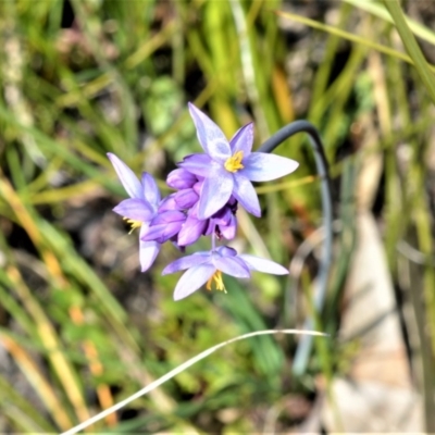 Sowerbaea juncea (Vanilla Lily) at Meryla - 14 Sep 2020 by plants