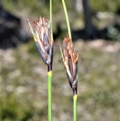 Ptilothrix deusta at Morton National Park - 14 Sep 2020 by plants