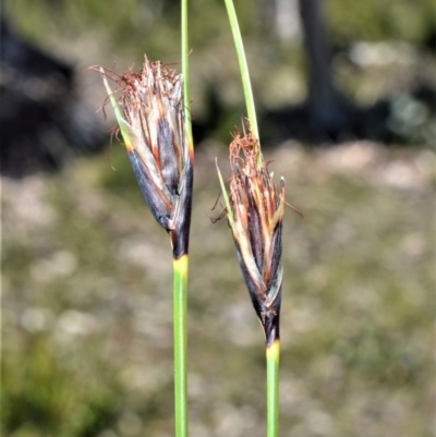 Ptilothrix deusta at Wingecarribee Local Government Area - 14 Sep 2020 by plants